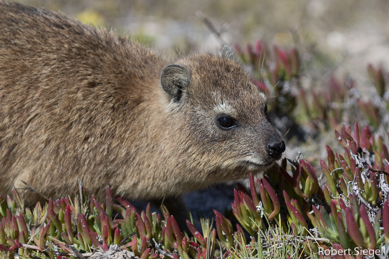 hyrax